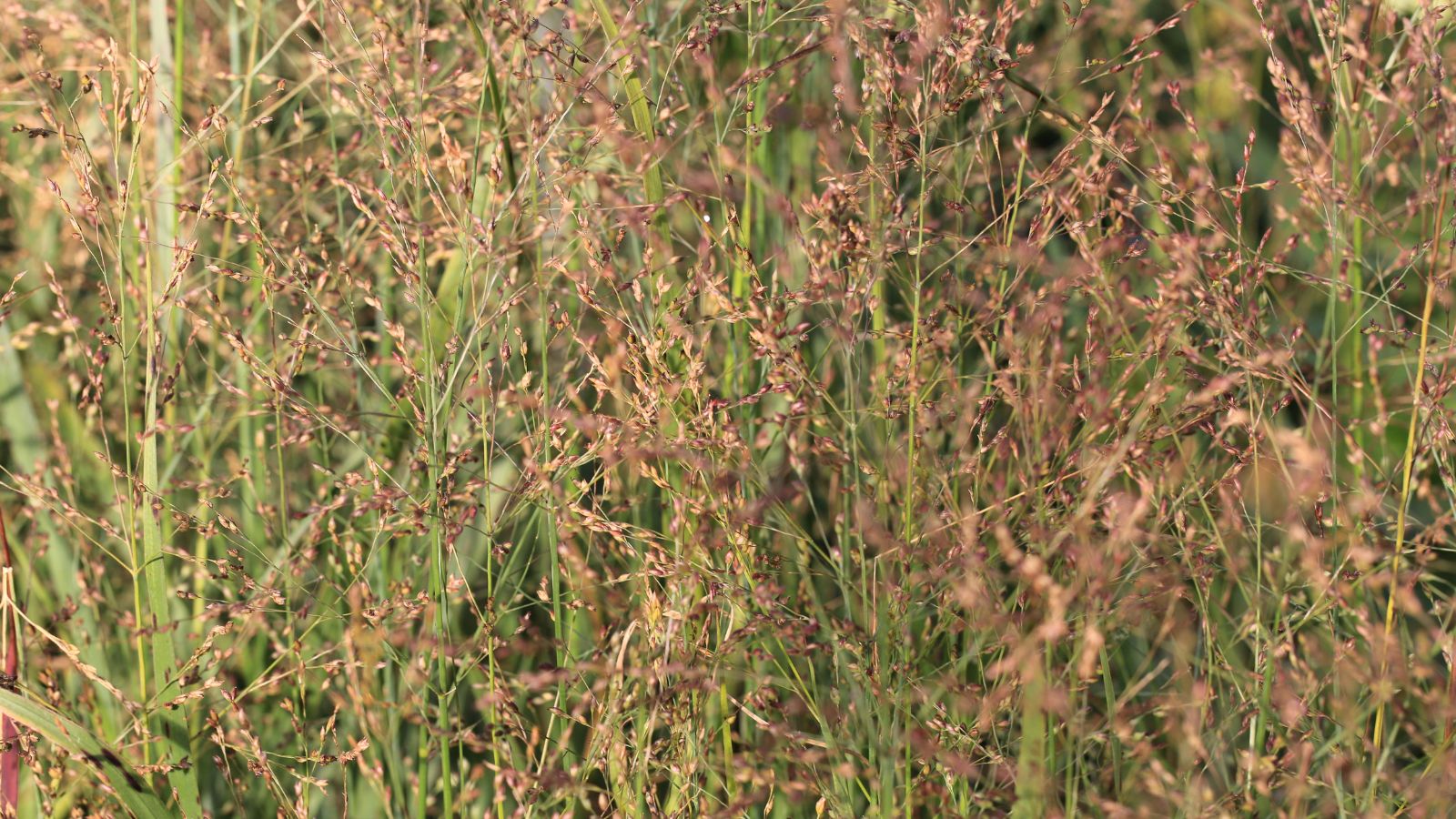 A close-up shot of a large composition of purple colored seed heads alongside tall grass blades of the purple love grass, all situated in a well lit area outdoors
