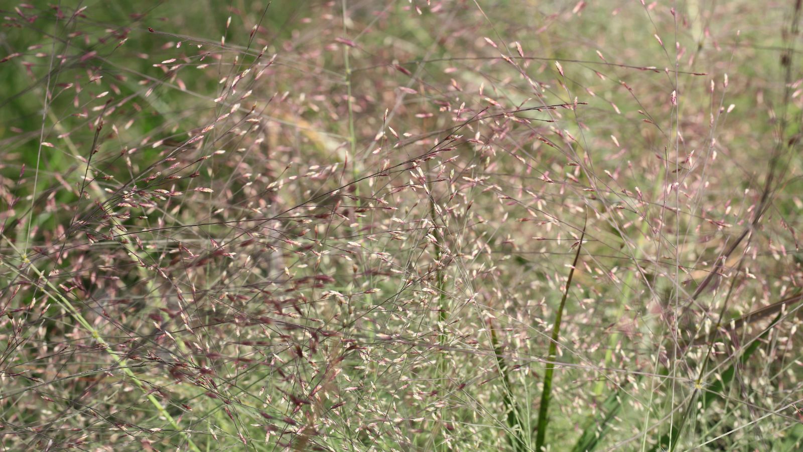 A close-up shot of a large composition of purple seed heads and tall slender grass blades, all situated in a well lit area outdoors