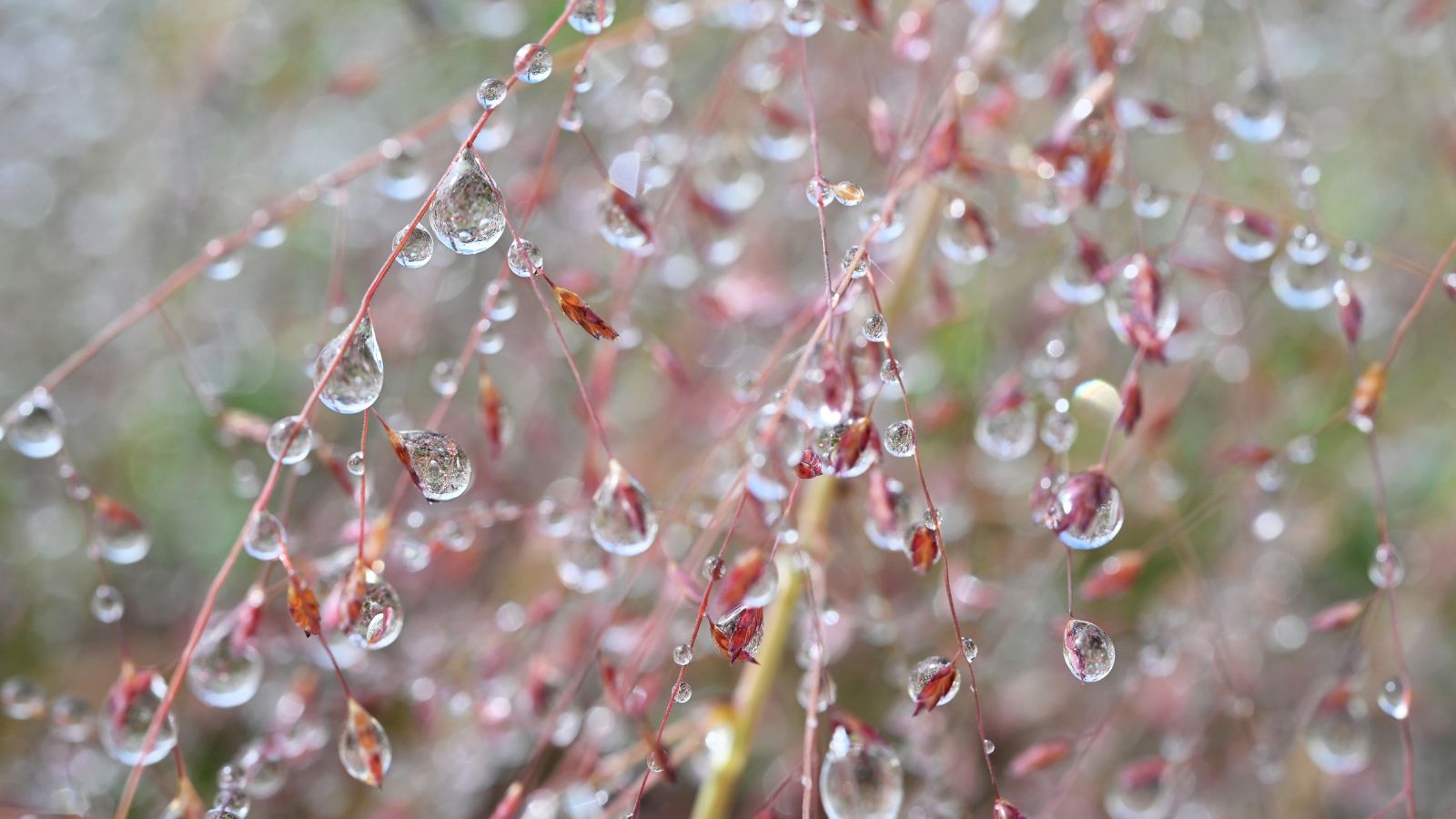 A close-up shot of a large composition of purple seed heads covered in droplets of water, all situated in a well lit area outdoors