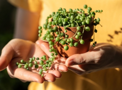 A close-up shot of a person holding a pot of succulent that is one of the methods on how to propagate string of pearls