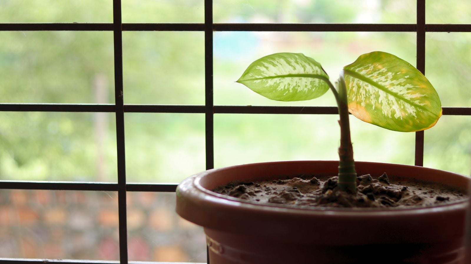 A close-up shot of a seedling of a houseplant, placed on a pot filled with rich soil and it placed alongside a window, in a well lit area indoors