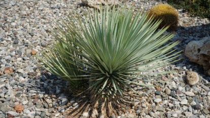 A close-up shot of a small tree-like plant growing in a bright well lit area outdoors