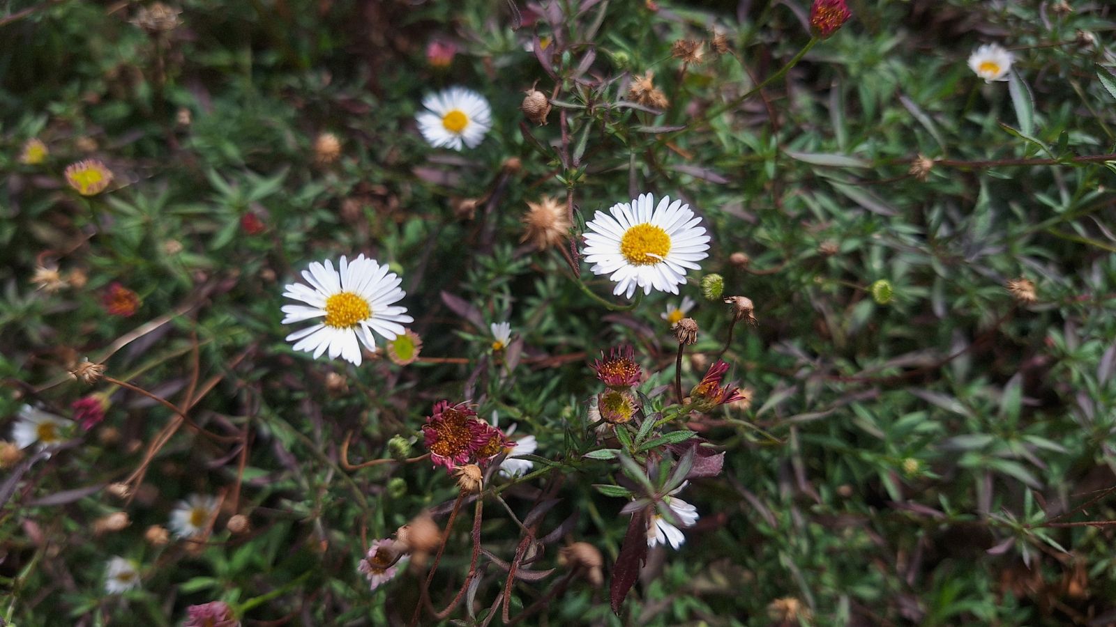 A close-up shot of developing flowers of a ground cover shrub in a well lit area outdoors
