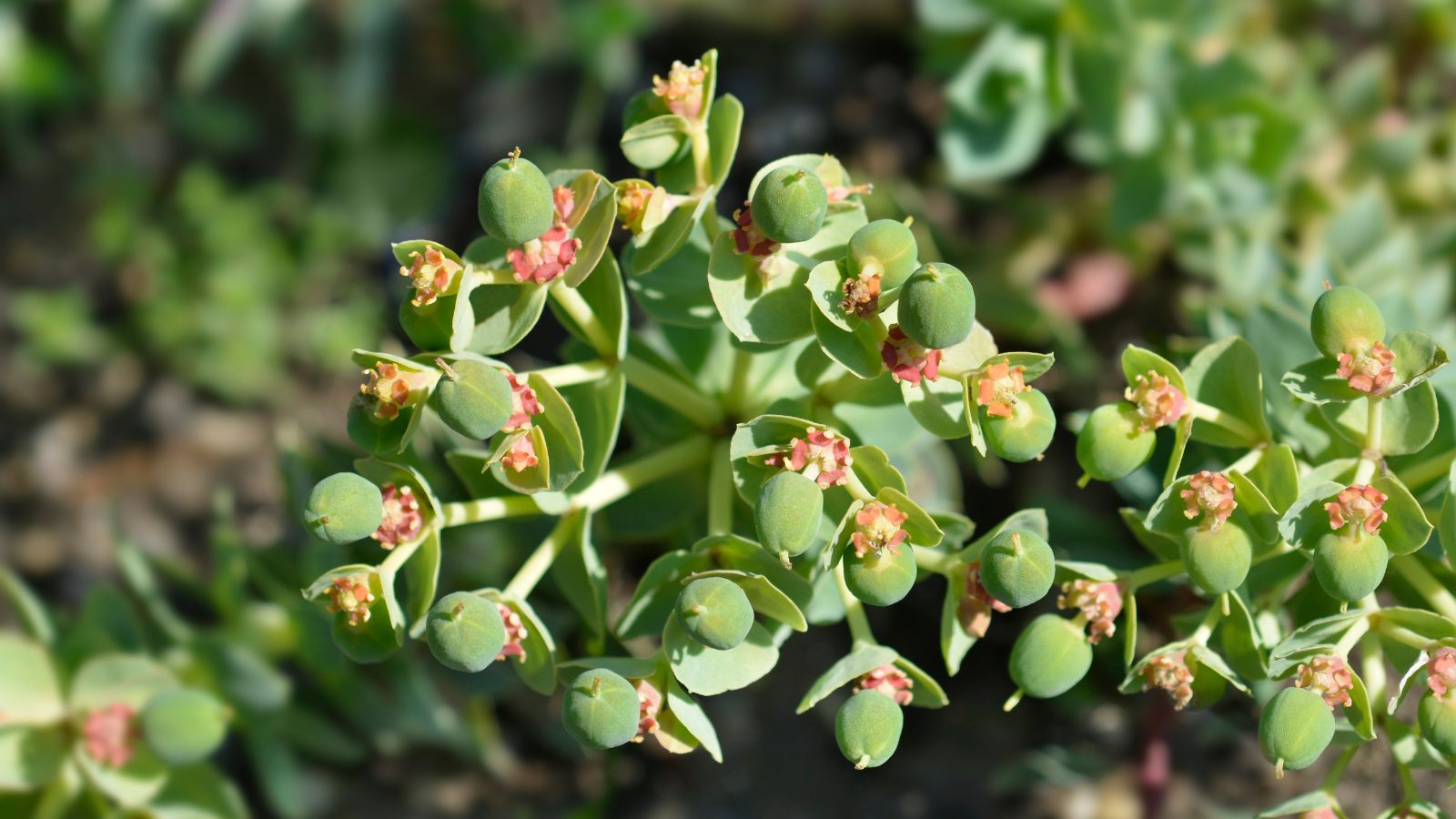 A close-up shot of fruits of a succulent plant, all developing trailing stems in a well lit area outdoors