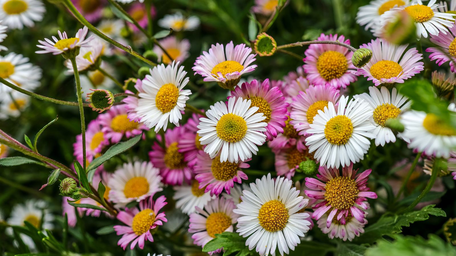 A close-up shot of pink and white colored, dainty flowers and green foliage of a shrub