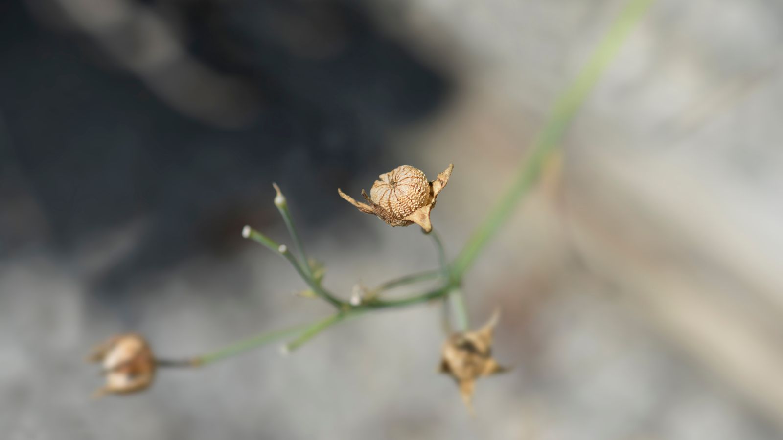 A close-up shot of seed heads of a purple poppy mallow plant placed in a well lit area outdoors
