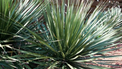 A close-up shot of several developing succulents
