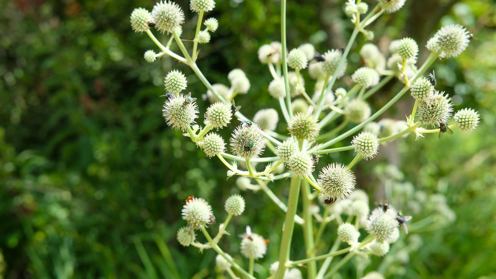 A close-up shot of several flower heads of a perennial basking in bright sunlight outdoors