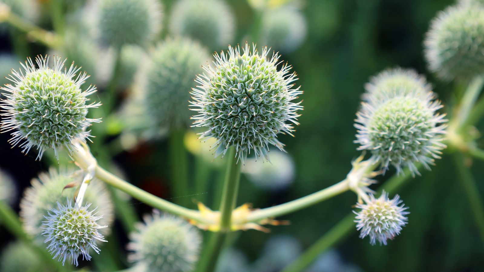 A close-up shot of several globular flower heads atop thin slender stems in  well lit area outdoors