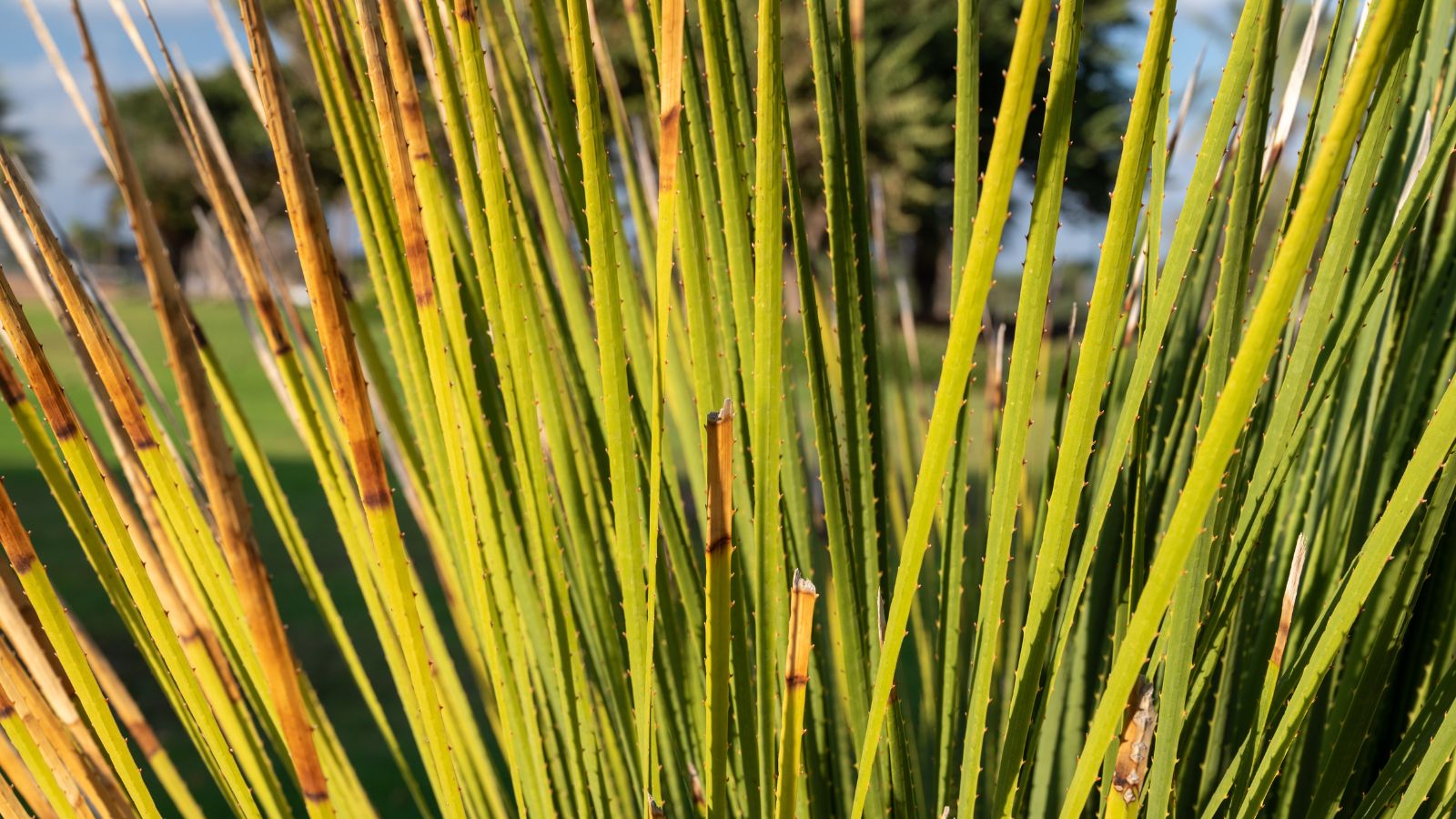 A close-up shot of several upright leaves of a sotol plant in a well lit area outdoors