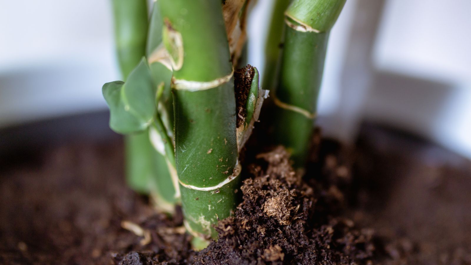 A close-up shot of stems of a plant in a potting mix
