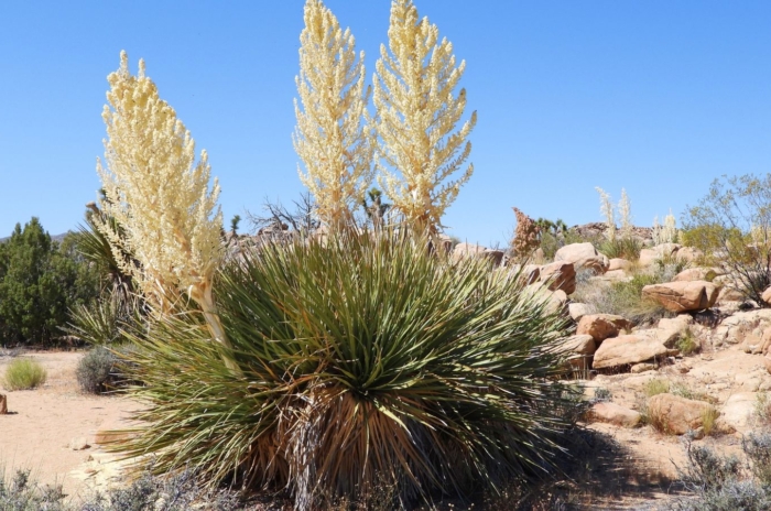 A close-up shot of the yucca rostrata plant