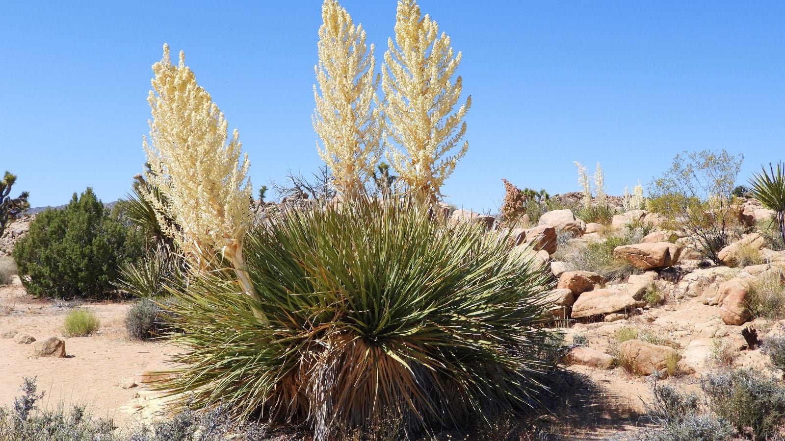 A close-up shot of the yucca rostrata plant