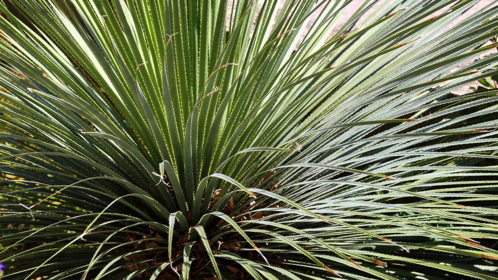 A close-up shot of upright leaves of an evergreen succulent shrub basking in bright sunlight outdoors