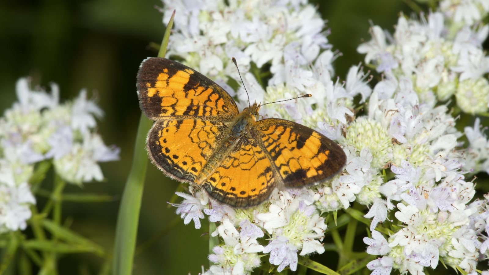 A focused shot of a white mountain mint flower with a butterfly feeding on its nectar, all situated in a well lit area outdoors