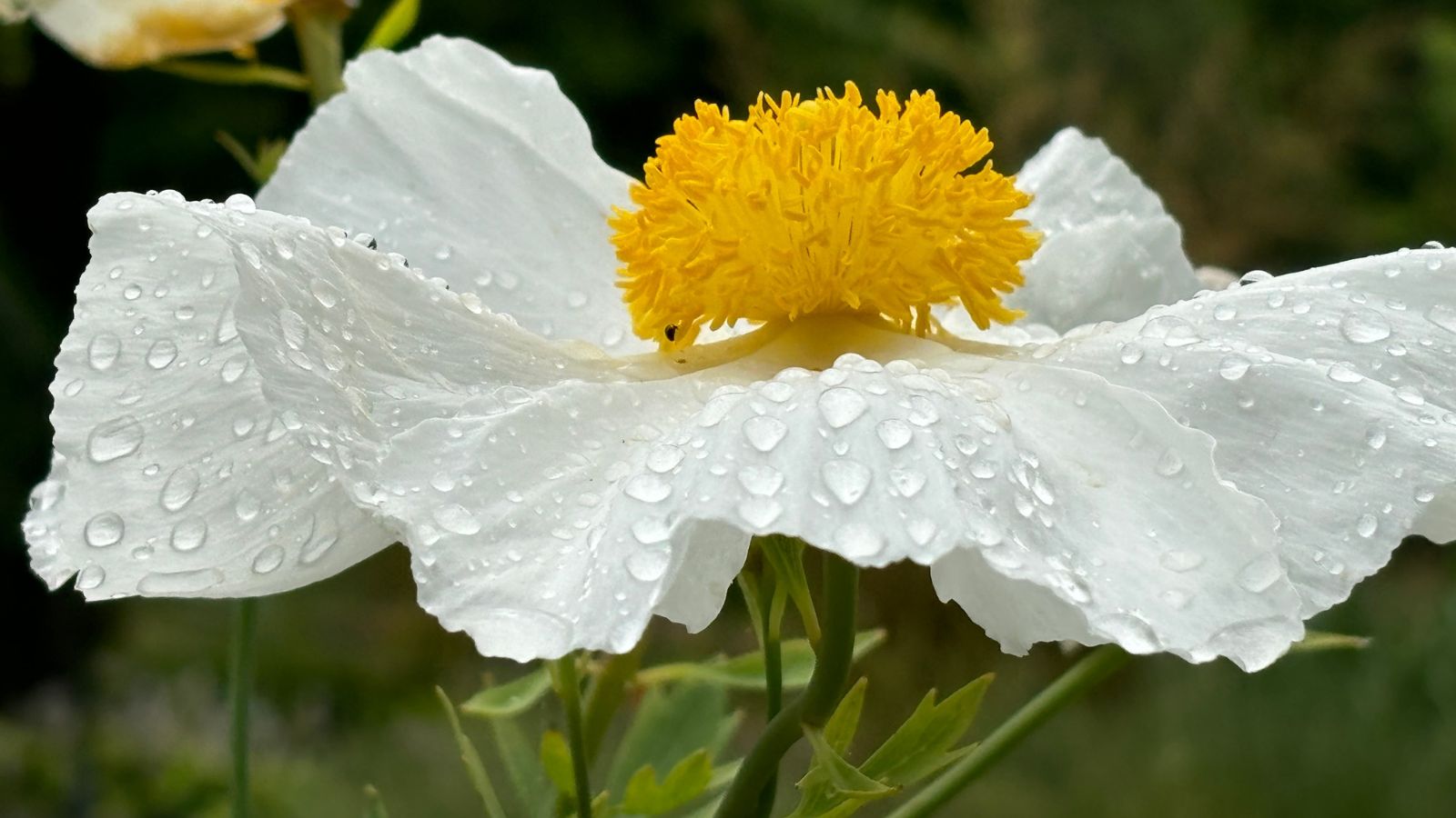 A macro shot of a Romneya Coulteri flower, appearing to have white petals covered in small droplets with greens in the background