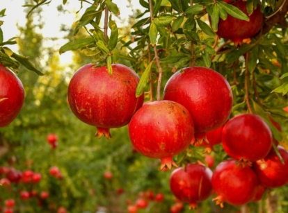 A pomegranate tree with ripe fruits, appearing big and red with smooth skin surrounded by green leaves with sun light in the background