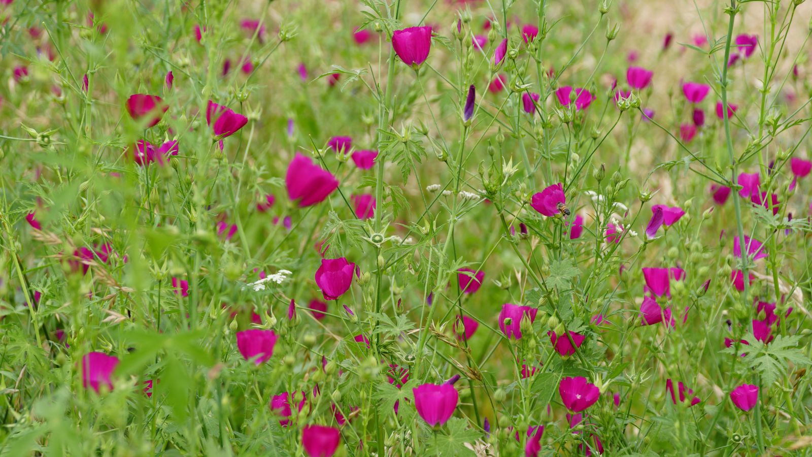 A shot of a composition of light-purple colored flowers and green foliage in a well lit area outdoors