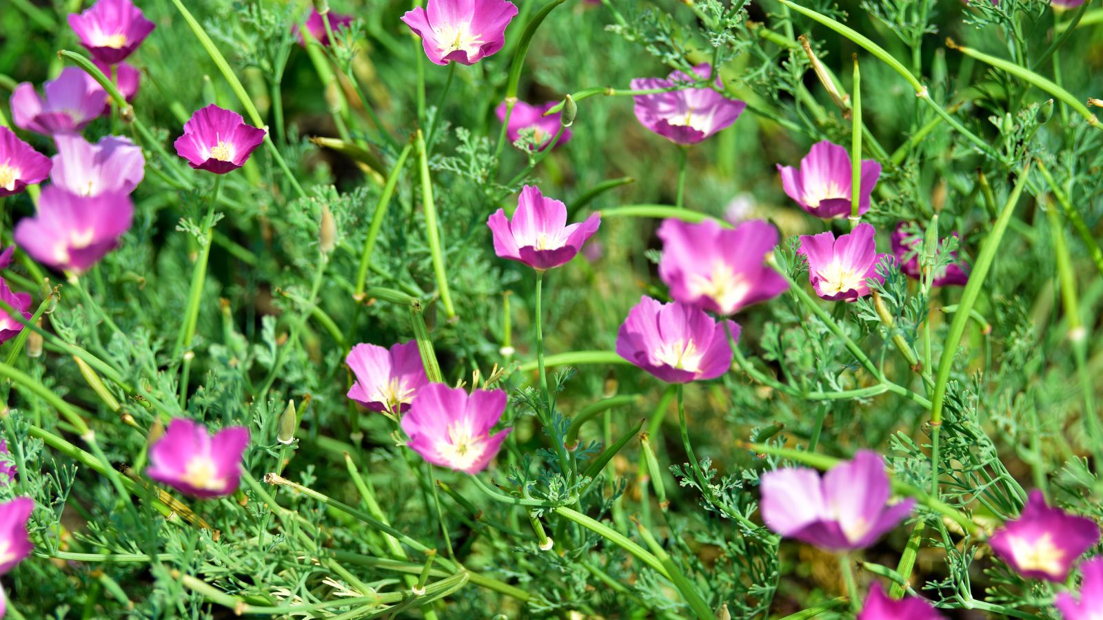 A shot of a composition of low-growing plants and its purple flowers basking in bright sunlight outdoors