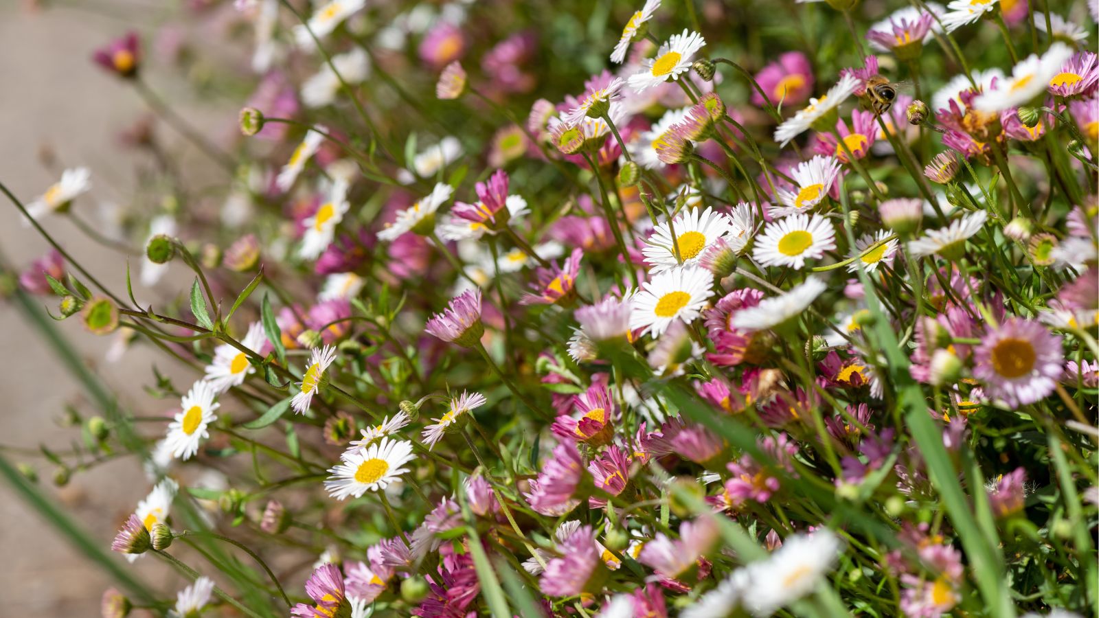 A shot of a composition of small flowers and green foliage of a shrub basking in bright sunlight outdoors