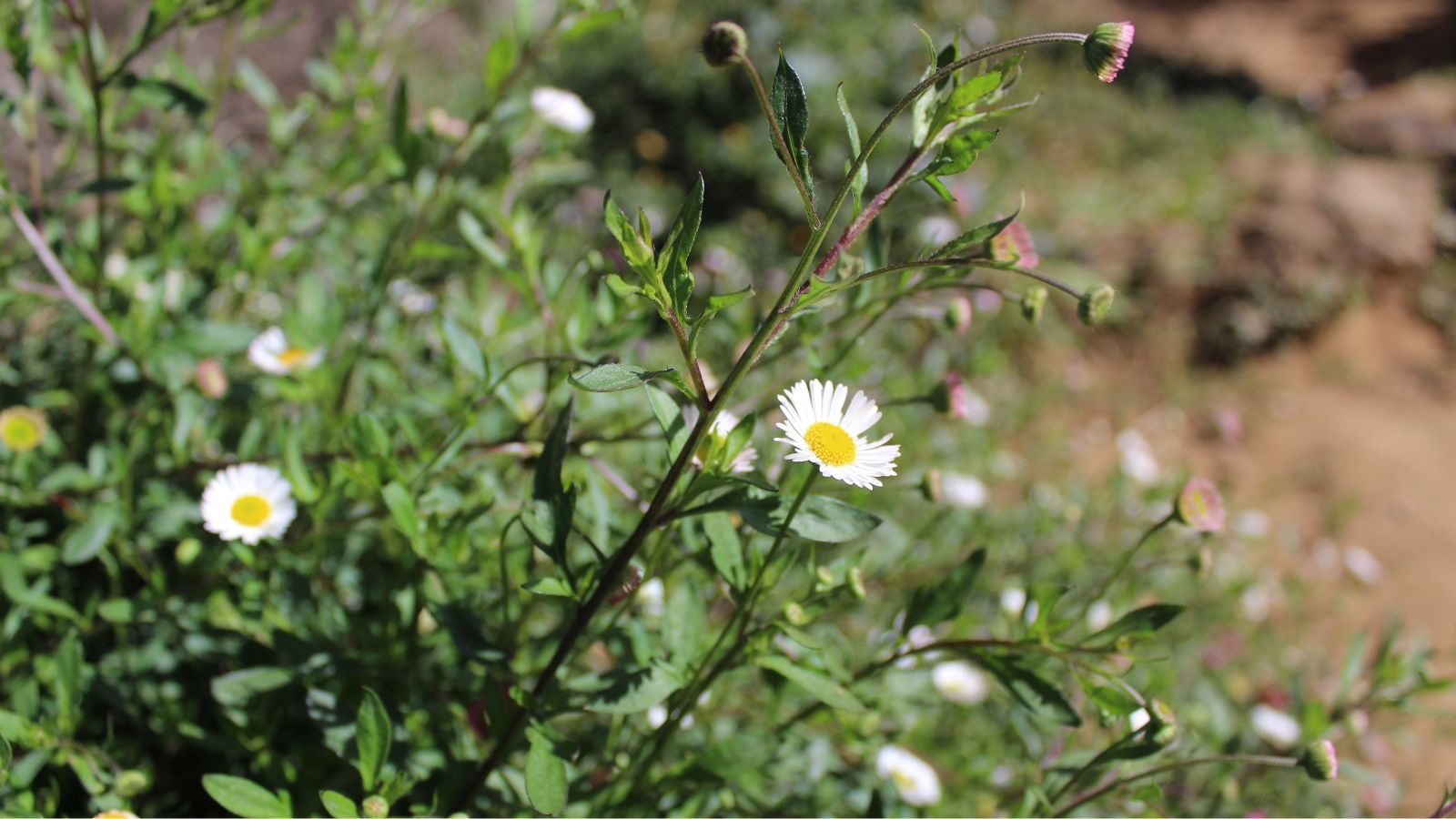 A shot of a developing flower of a groundcover shrub in a dry area outdoors