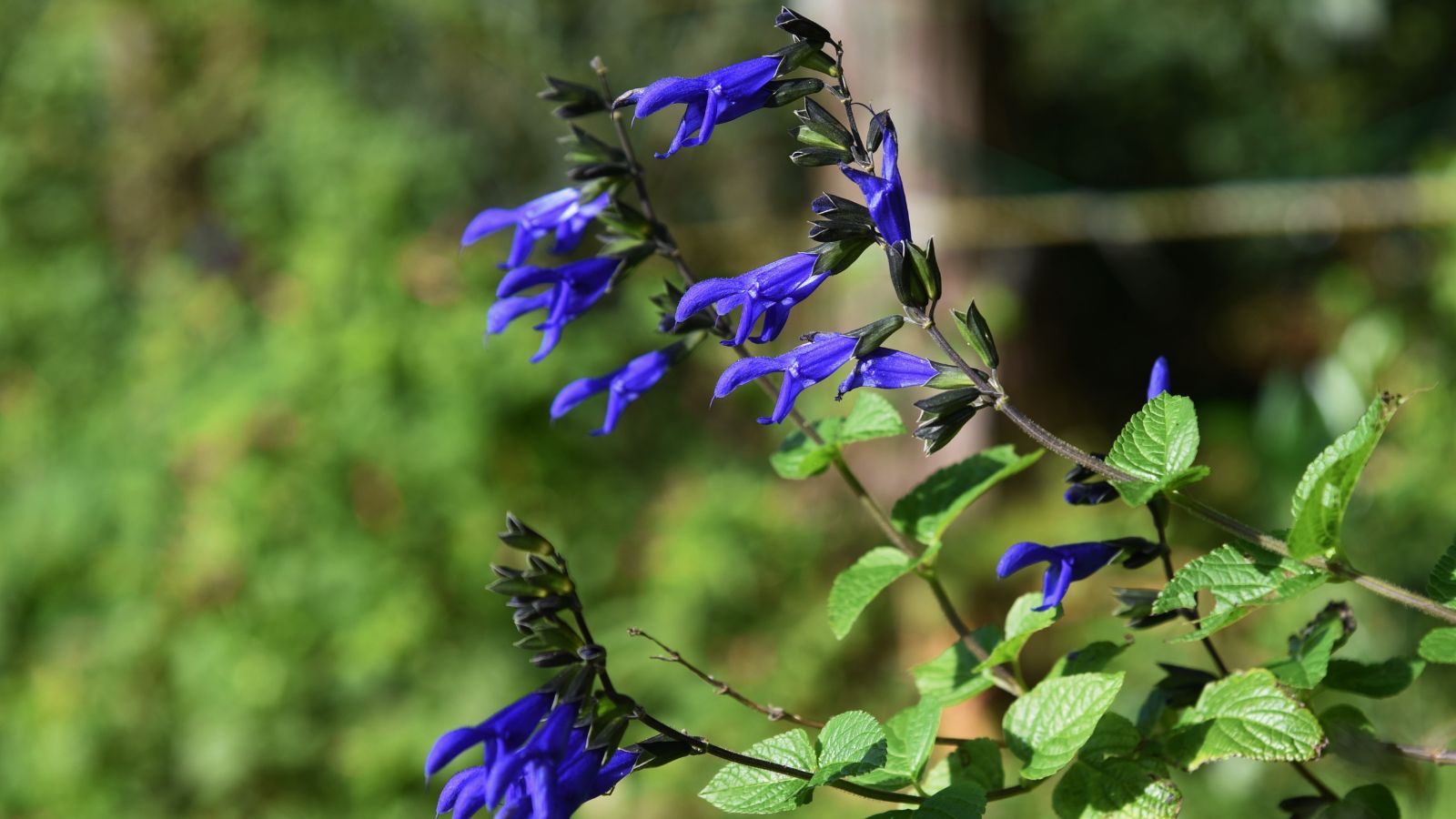A shot of a perennial shrub and its flowers in a well lit area