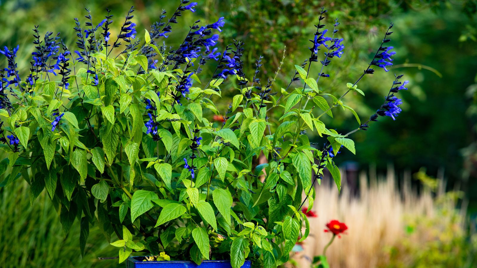 A shot of a perennial shrub and its blue flowers placed in a blue pot in a well lit area outdoors