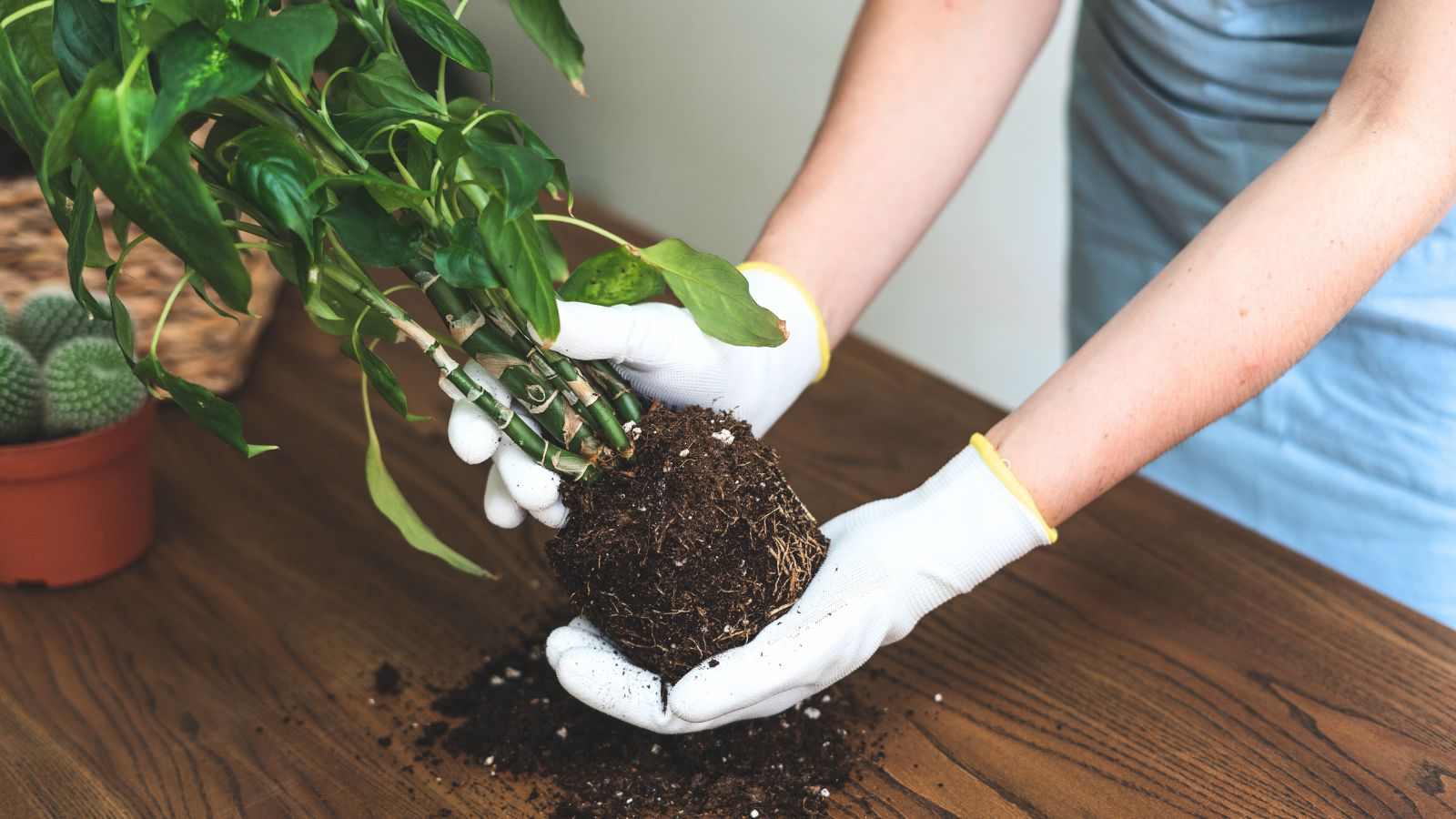 A shot of a person wearing gloves and is in the process of transplanting a plant indoors