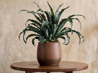 A shot of a potted ground cover perennial named rohdea japonica