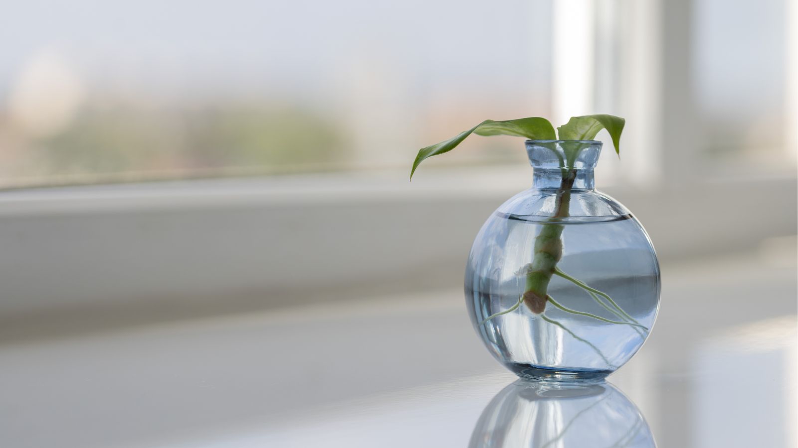 A shot of a rooting stem of a plant placed in a jar filled with water near a window indoors