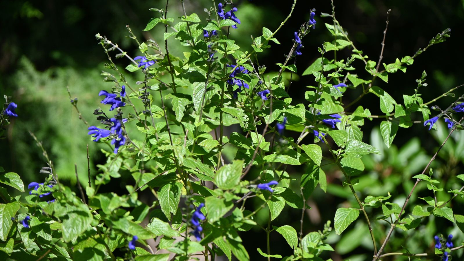 A shot of a shrub with blue flowers in a well lit area outdoors