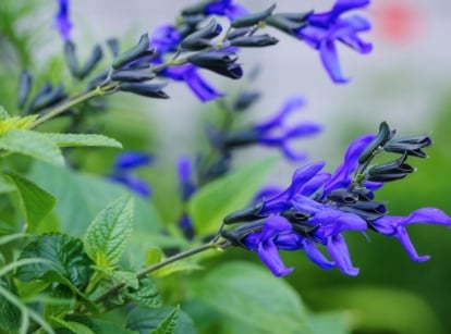 A shot of blue flowers and green leaves of a perennial shrub called Salvia Guaranitica