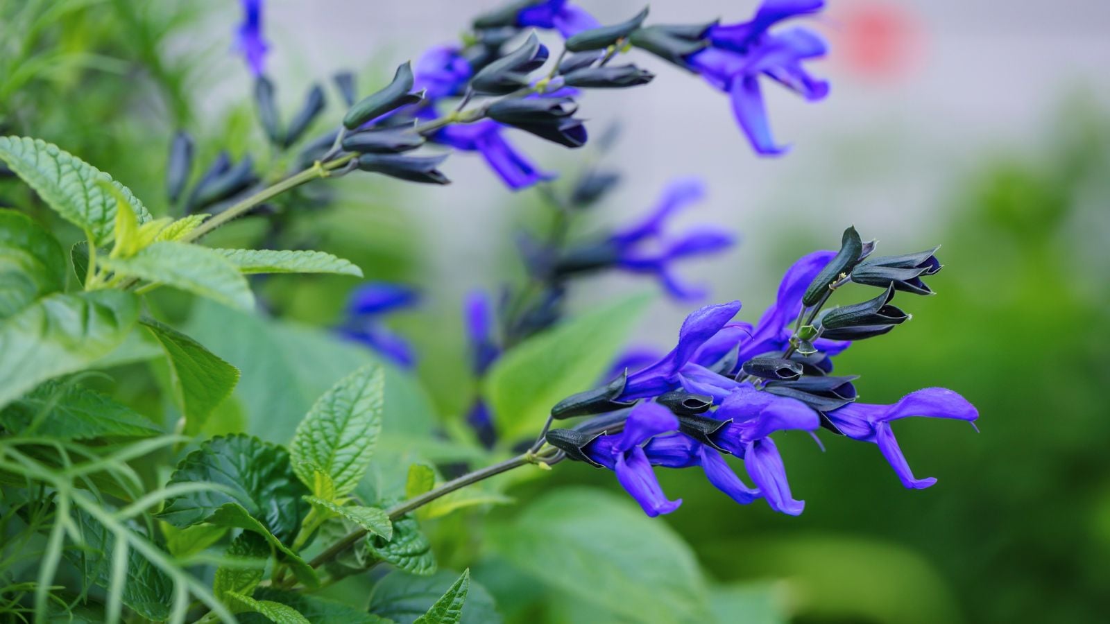 A shot of blue flowers and green leaves of a perennial shrub called Salvia Guaranitica