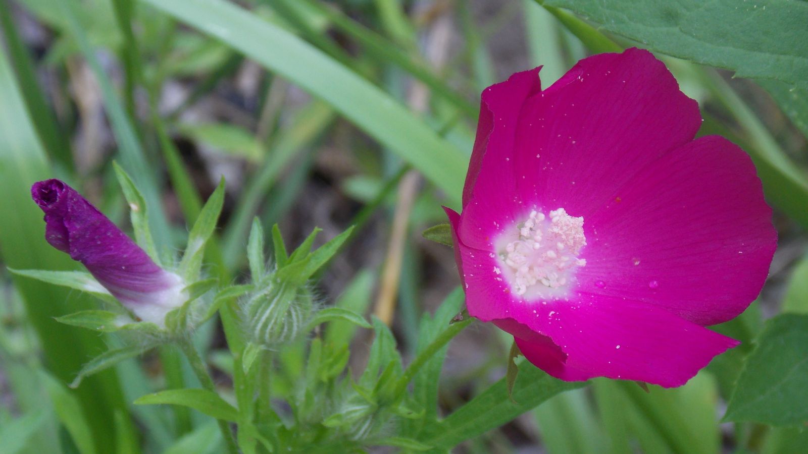 A shot of developing flowers and green foliage of a low-growing perennial