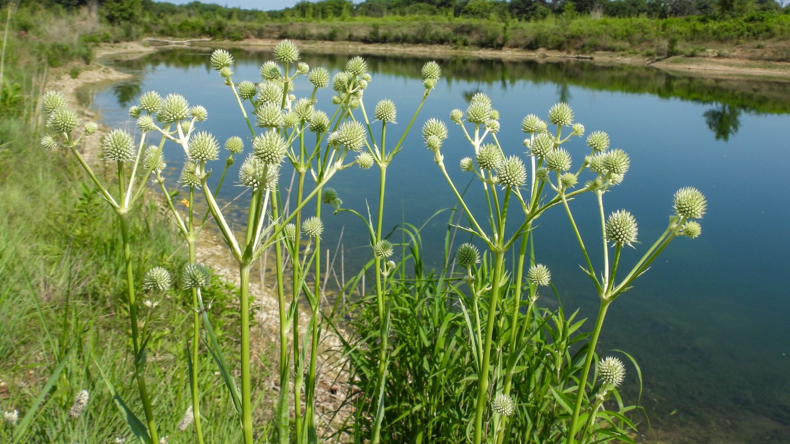 A shot of flower buds and tall green stems of a perennial plant near a pond in a well lit grassy area outdoors