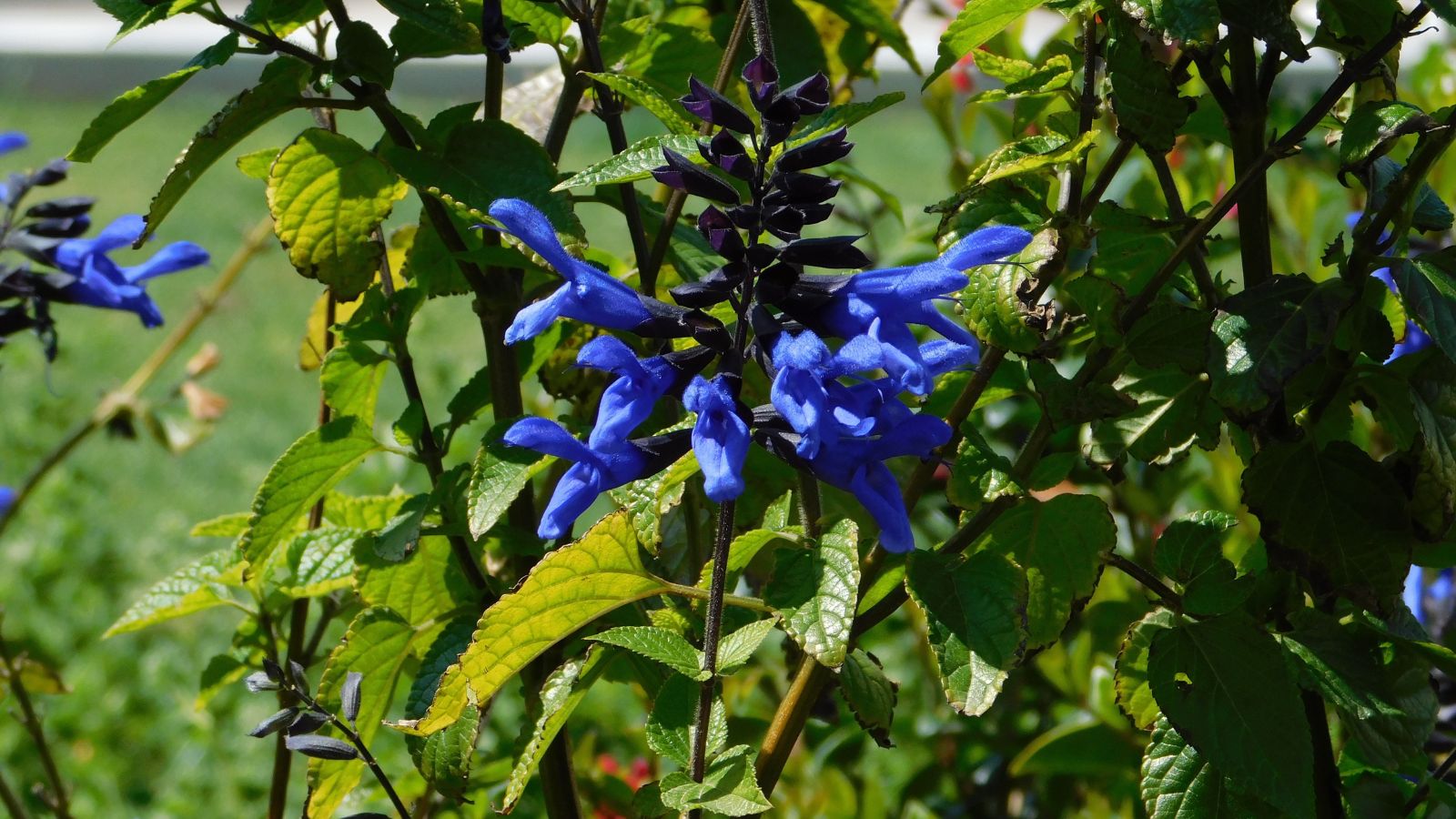 A shot of flowers and leaves of a shrub in an area with dappled light outdoors