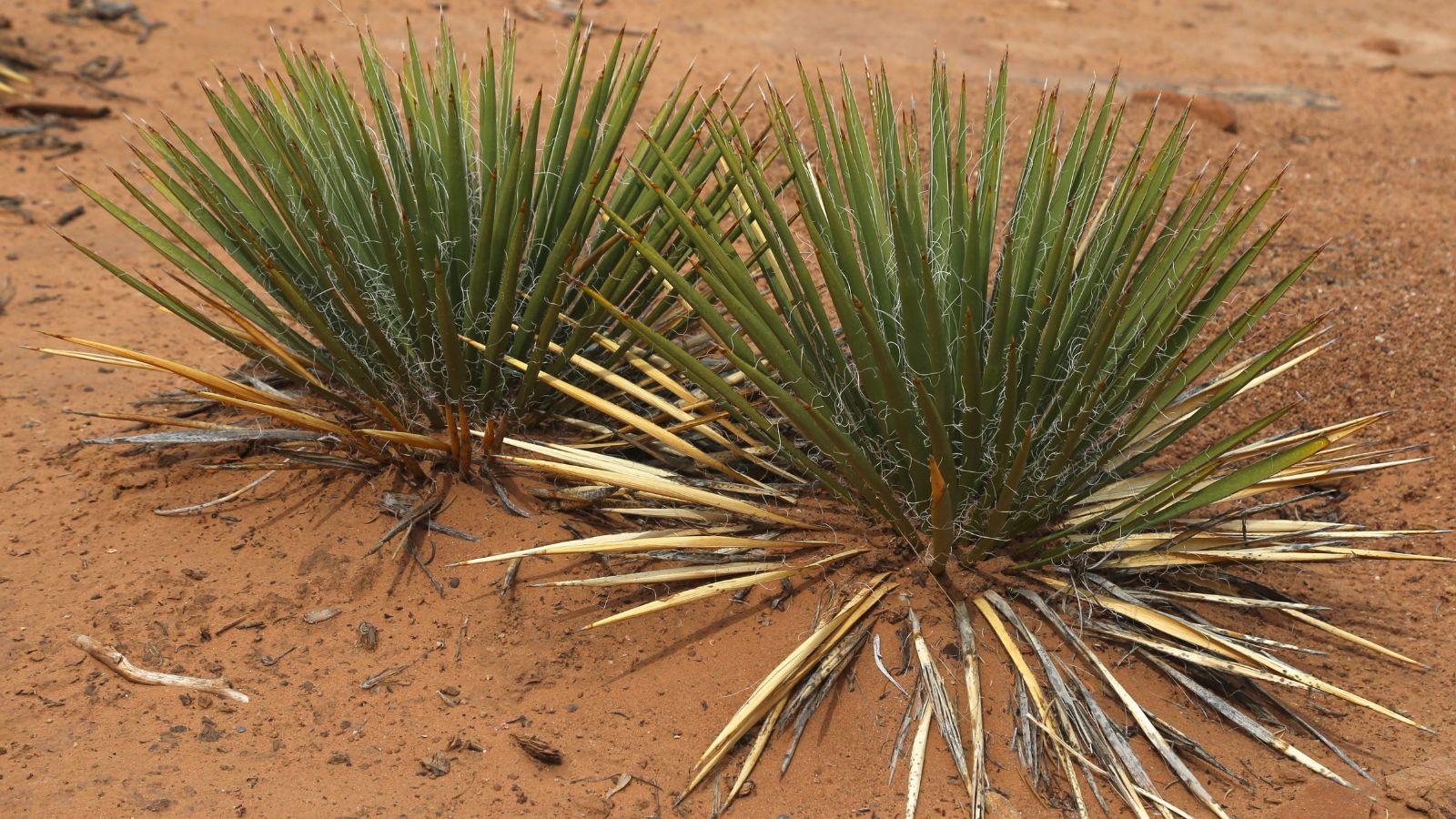 A shot of several developing evergreen succulents in a desert area outdoors