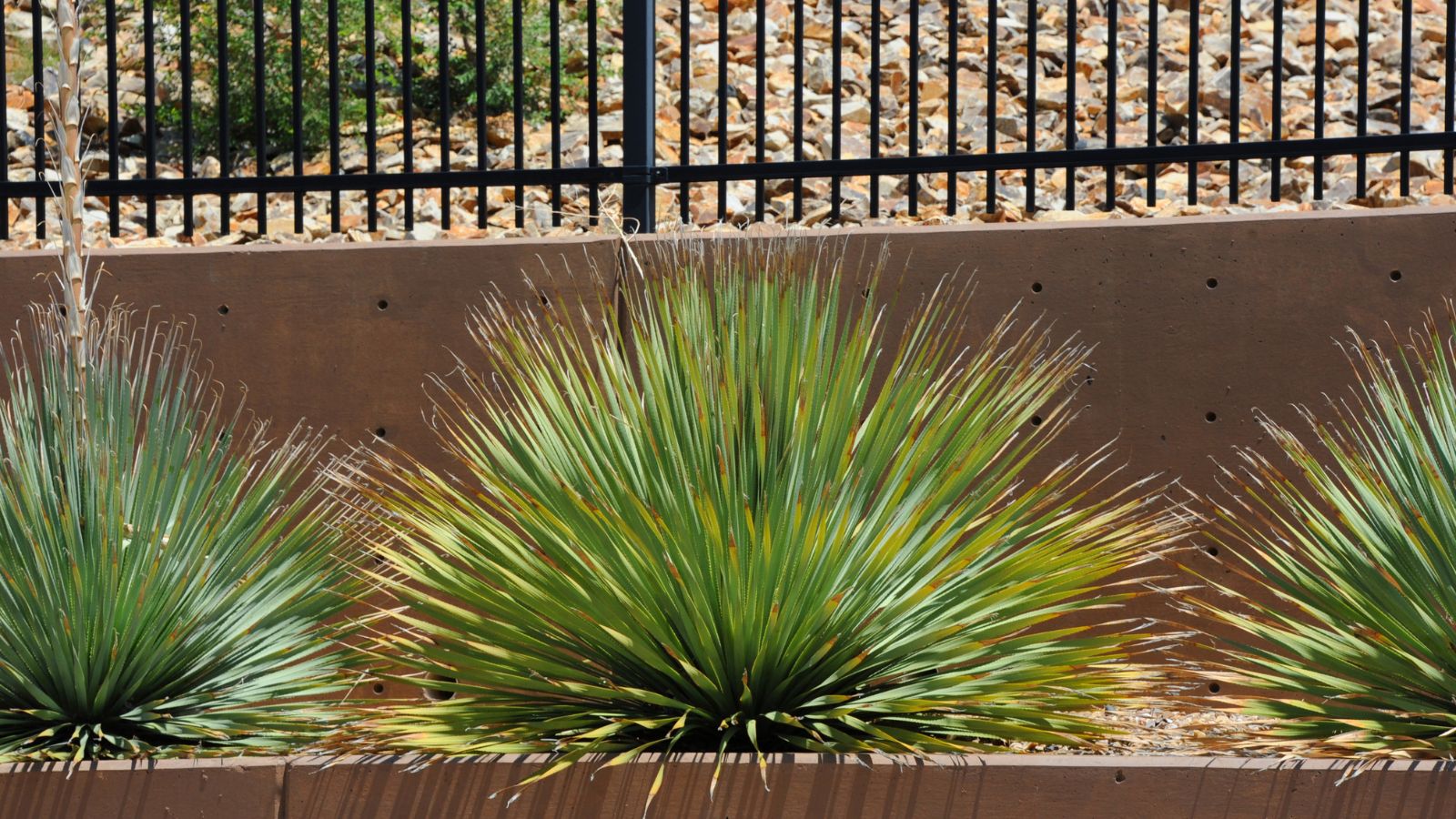 A shot of several developing sotol plants on a border in a well lit area