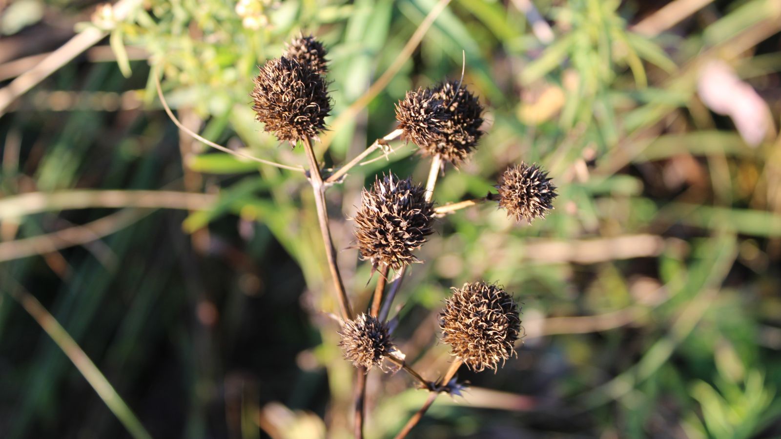 A shot of several perennial seed heads in a well lit area