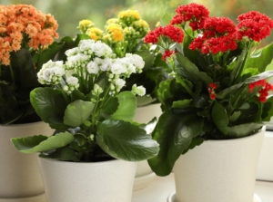 A shot of several potted succulent that shows how to propagate kalanchoe