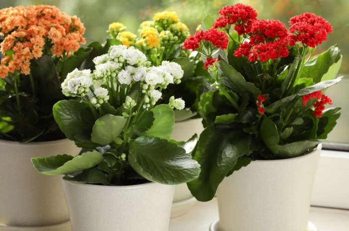A shot of several potted succulent that shows how to propagate kalanchoe