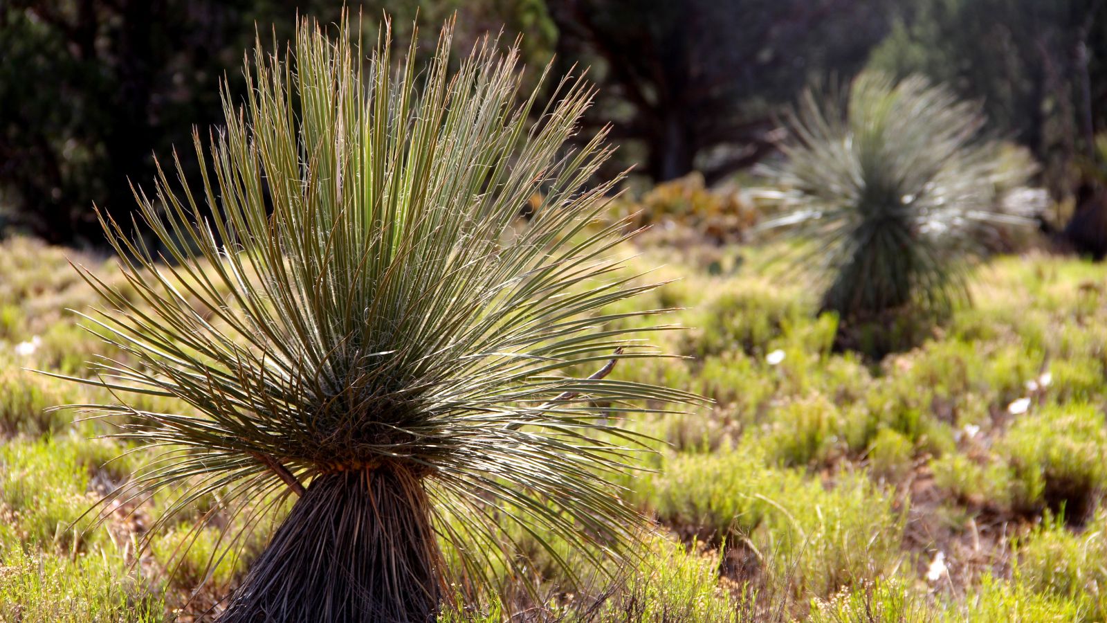 A shot of several sotol plants growing in a desert area outdoors