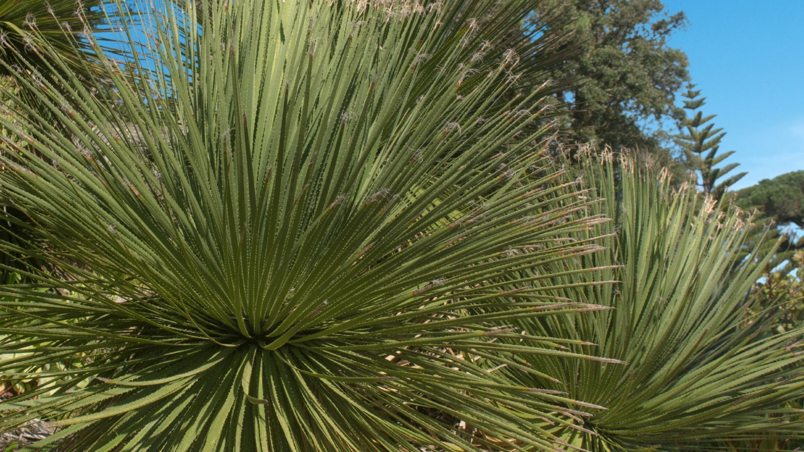 A shot of several upright leaves of a sotol plant, developing in a well lit area outdoors