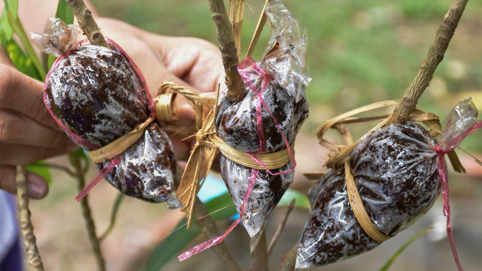 A shot of three stems of a plant being grafted in an area outdoors