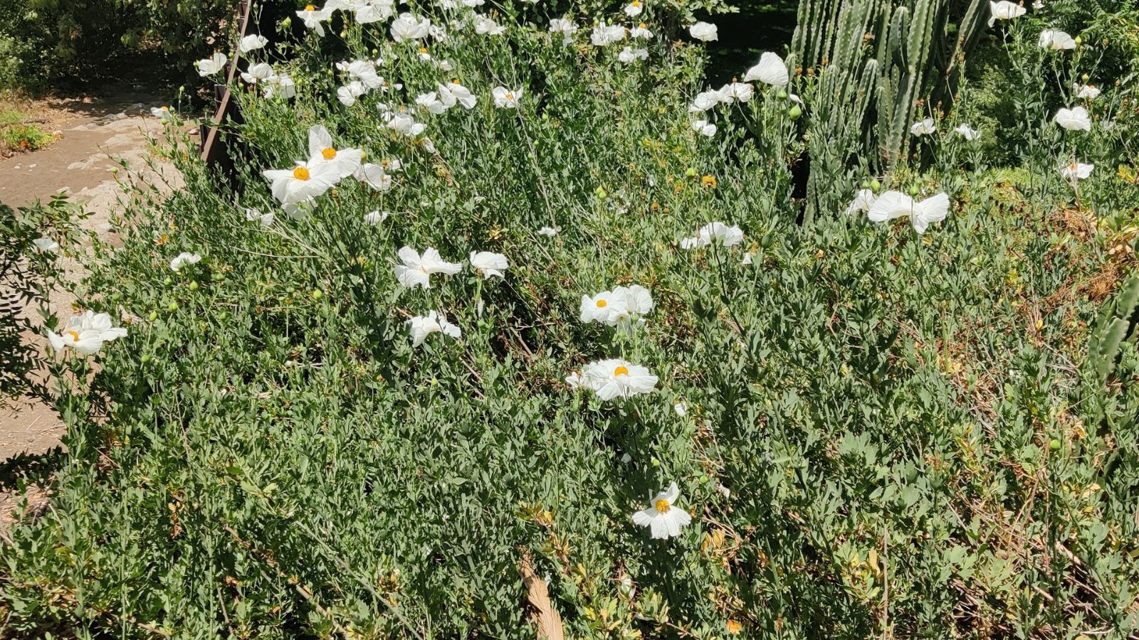 A thick Romneya Coulteri shrub, appearing to have sturdy vivid green stems and small white blooms having delicate petals and yellow centers