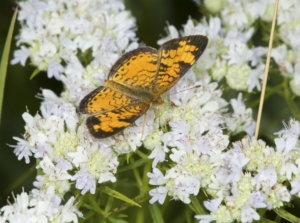 A top view shot of Pycnanthemum tenuifolium with a butterfly sitting on top of the flower