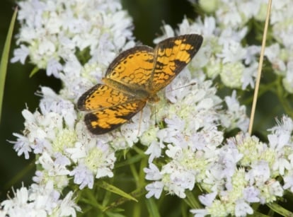A top view shot of Pycnanthemum tenuifolium with a butterfly sitting on top of the flower