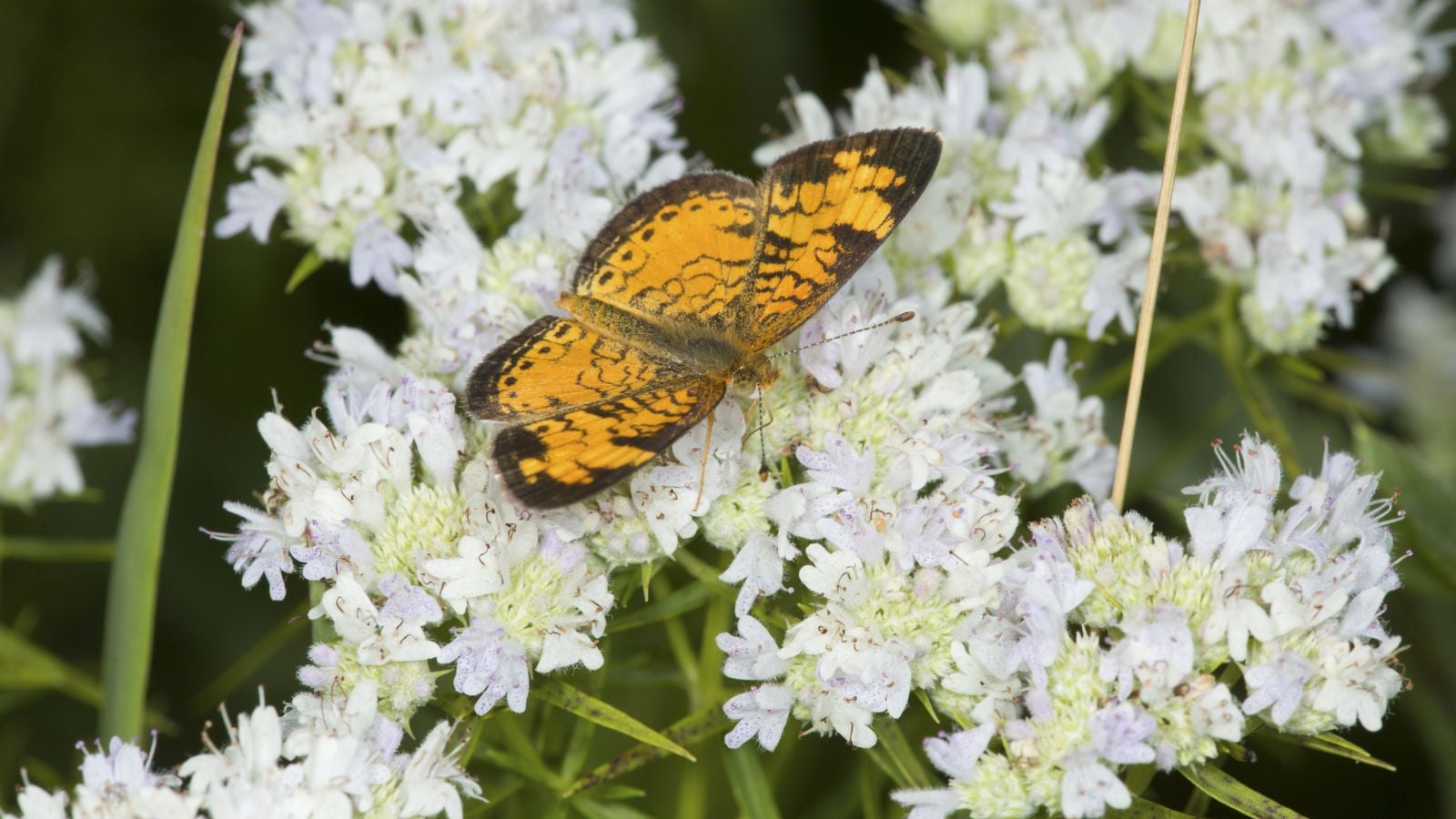 A top view shot of Pycnanthemum tenuifolium with a butterfly sitting on top of the flower