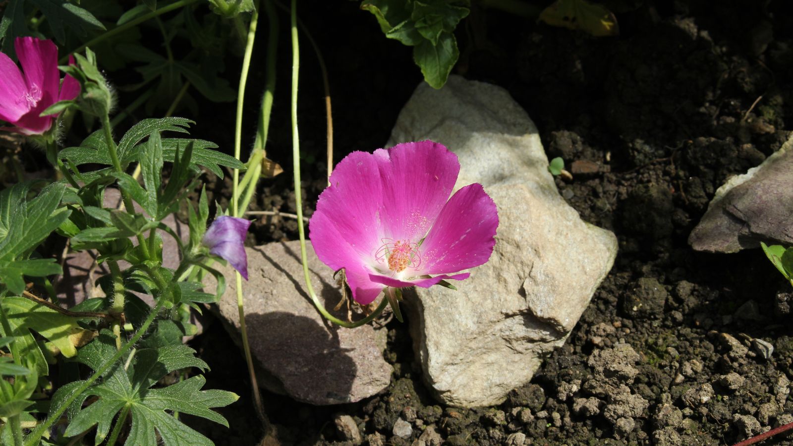 An overhead and close-up shot of a developing wildflower in a rocky soil area outdoors