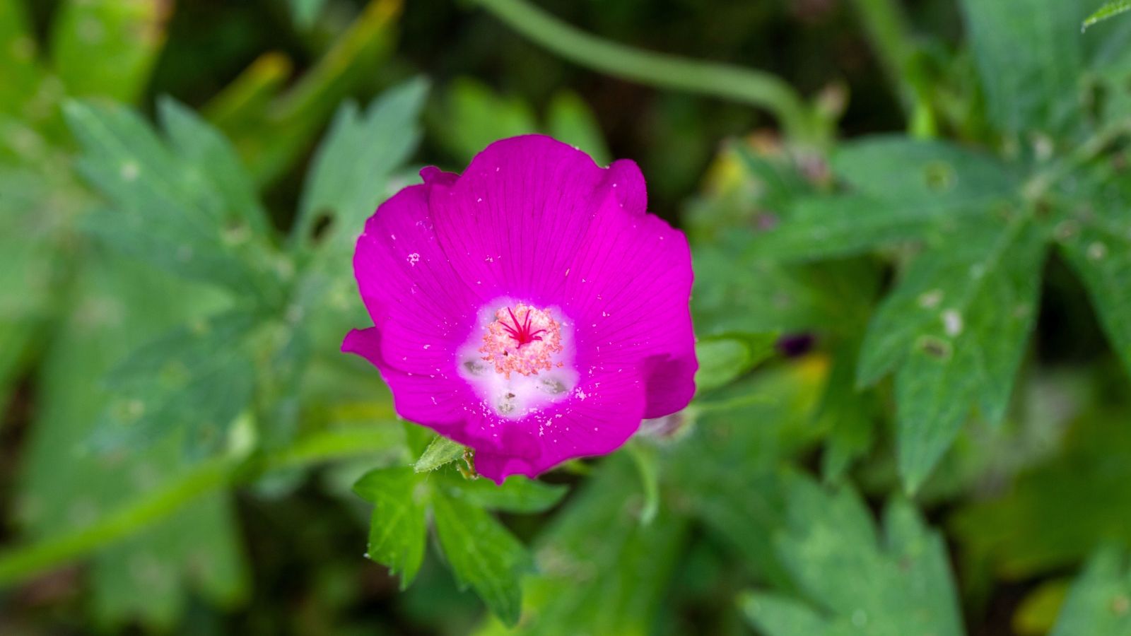 An overhead and close-up shot of a purple flower and green foliage of a perennial